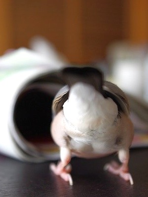 頭の白い桜文鳥 文鳥カフェ