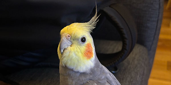 言葉を聞くオカメインコ