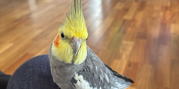 こっちを見るオカメインコ