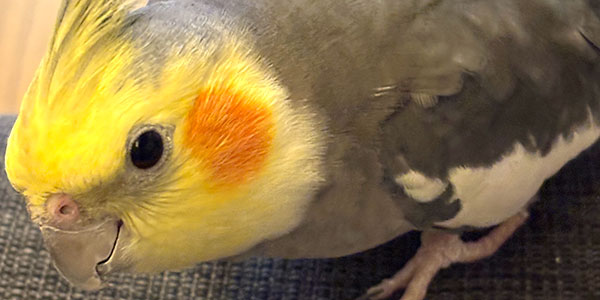 にじり寄るオカメインコ